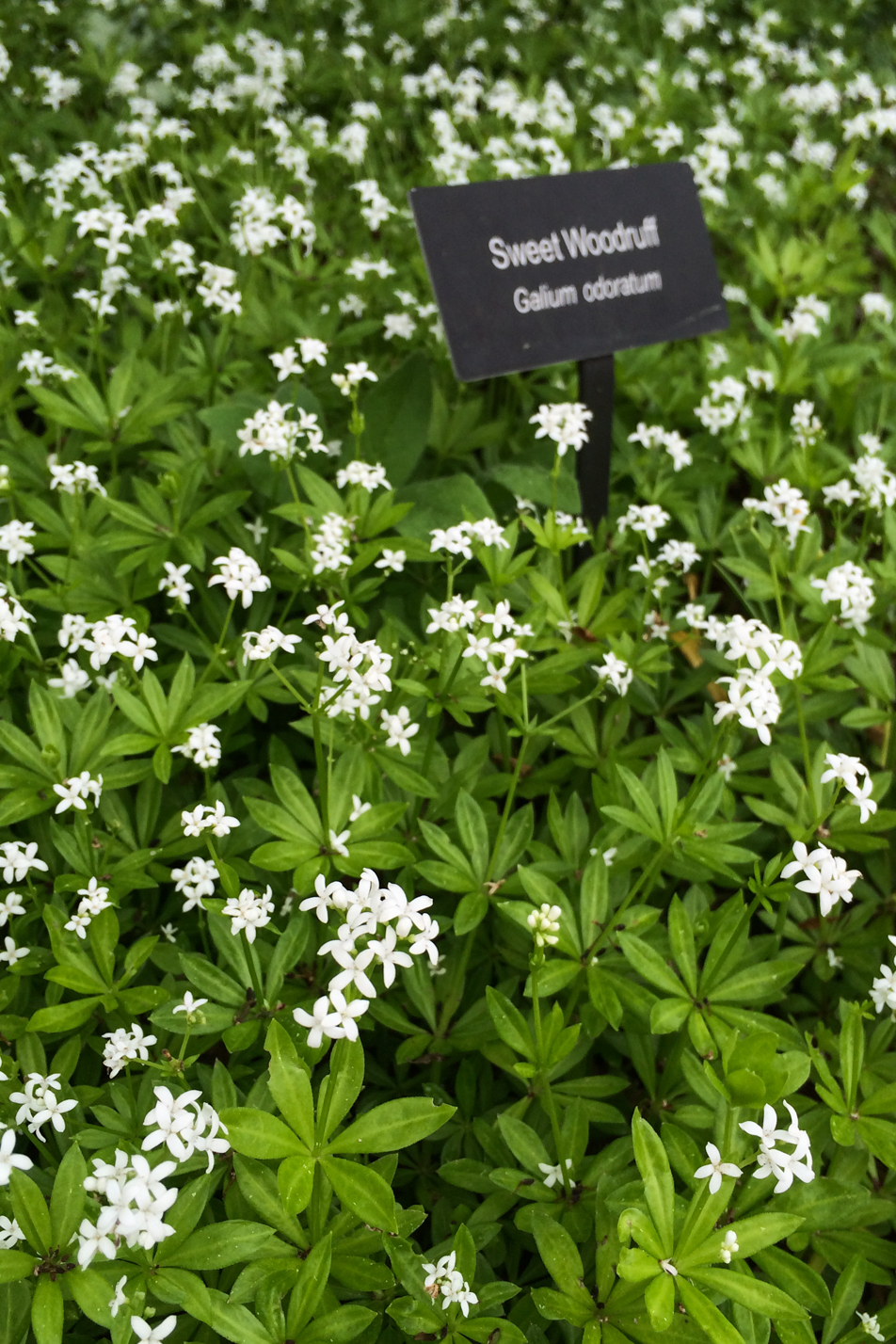 Sweet Woodruff